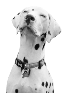 Dalmatian Dog Png Image
