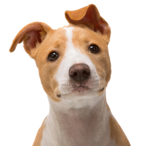 Cute Dog Head With Transparent Background, Dog, Animal, Cute PNG  Transparent Image and Clipart for Free Download