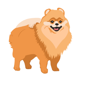 Hairy Small Pet Dog Vector PNG