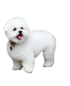 White Puffy Dog Png