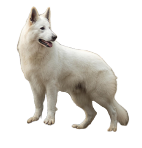 White Dog Png Image