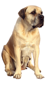 Labrador Dog Png