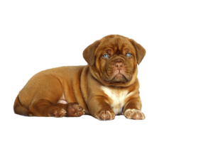 Small Baby Dog Png