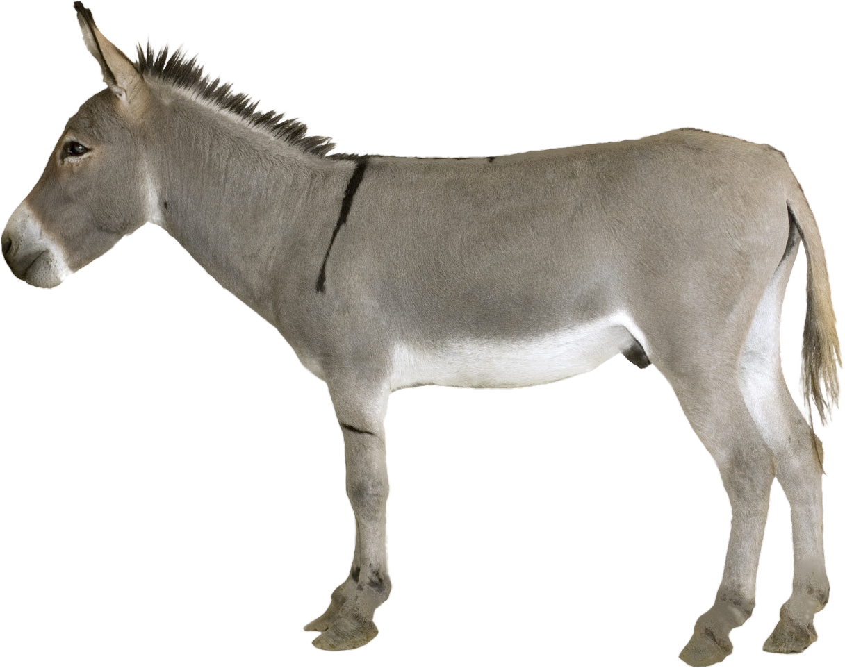 donkey-1