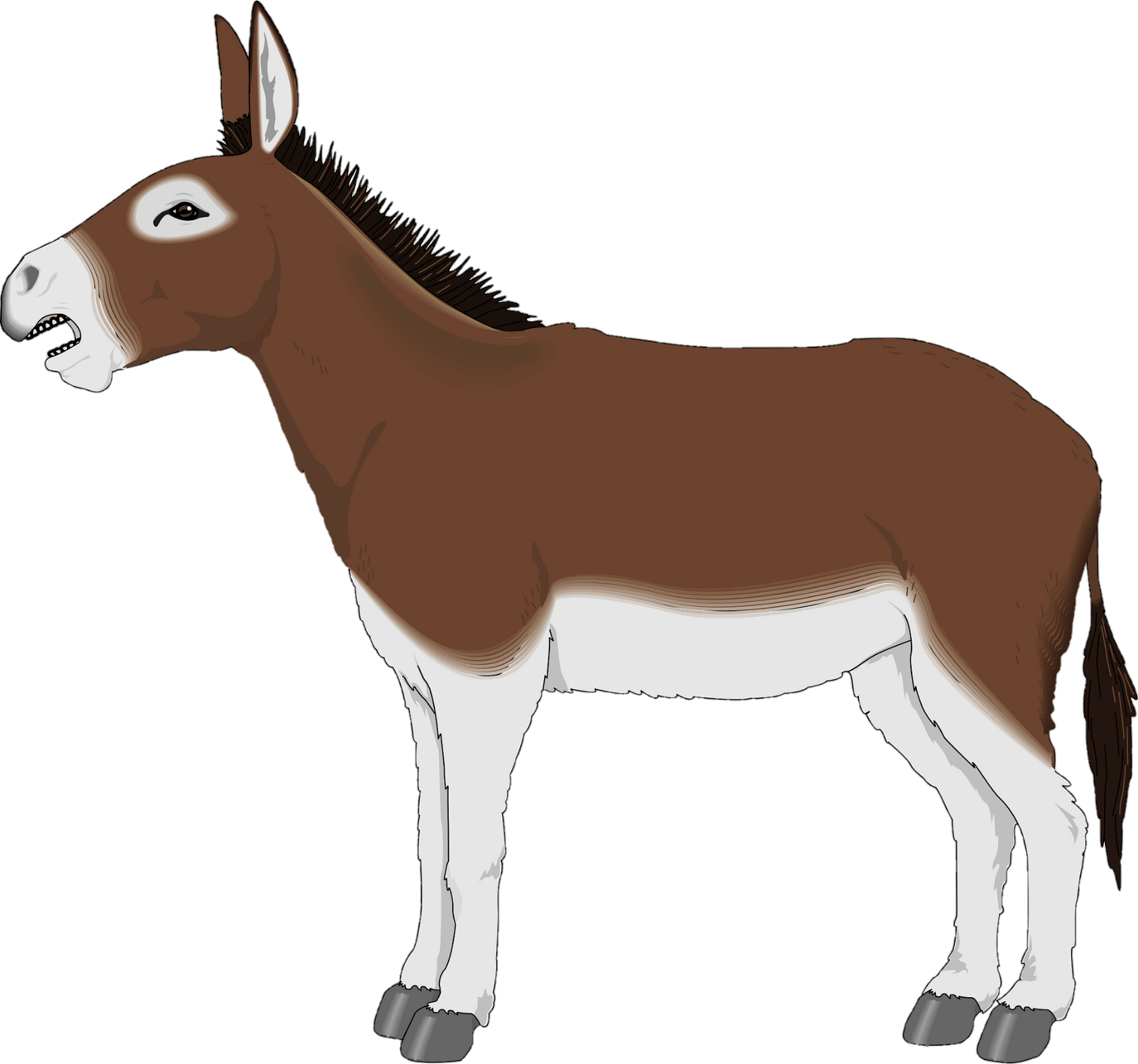 donkey-19