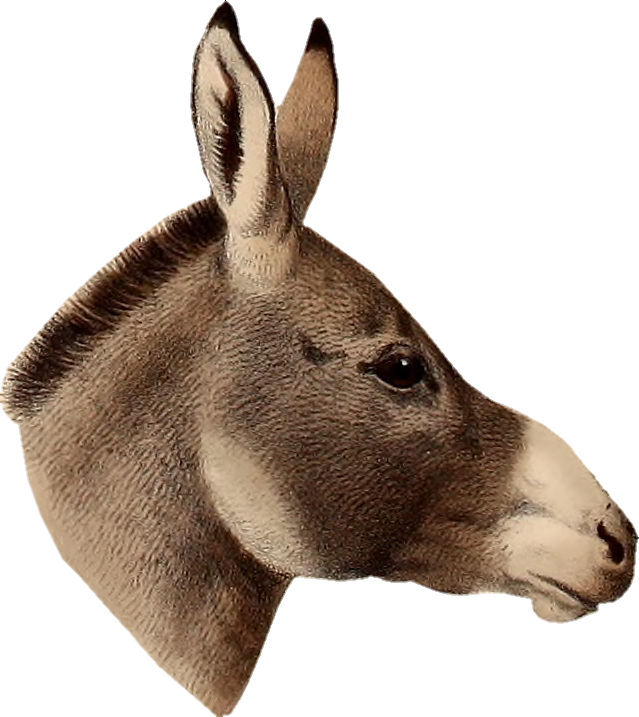 Transparent Donkey png