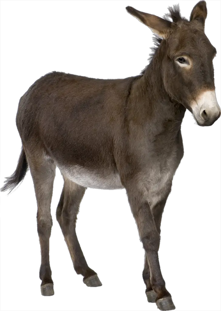 Donkey png