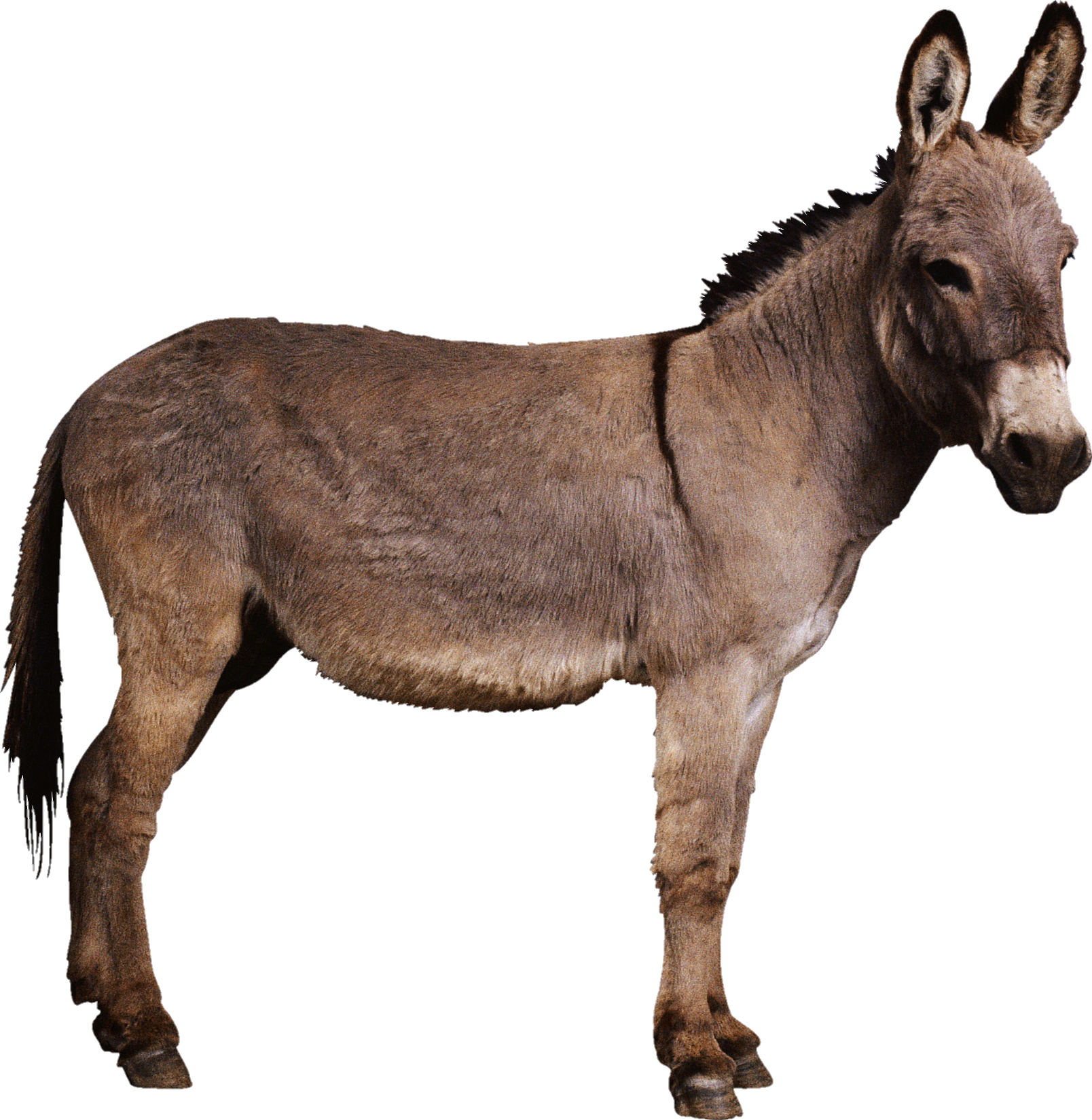 donkey-9