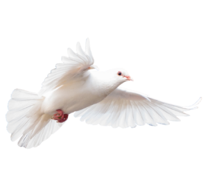 dove-10