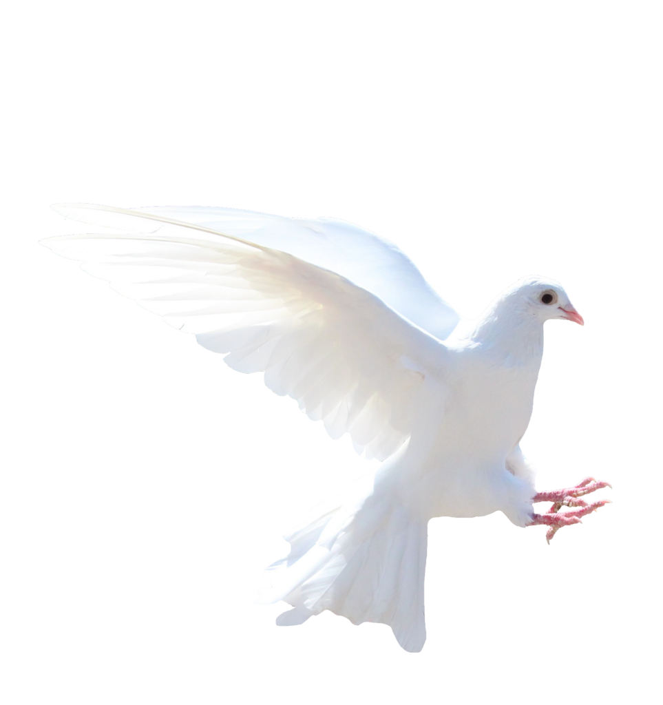 Flying Dove Bird PNG