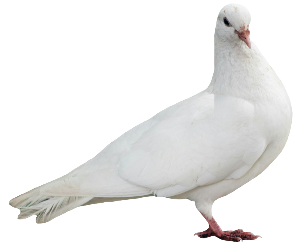 Dove Pigeon PNG