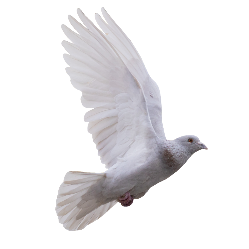 High-resolution Dove PNG