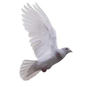 dove-13