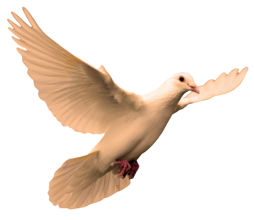 Dove Bird Clipart PNG
