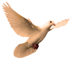 dove-14