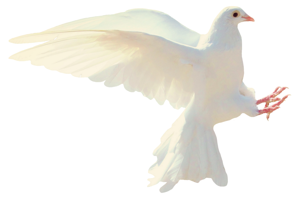 White Dove Bird PNG