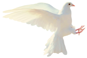 dove-16