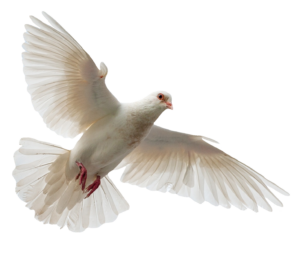 dove-17