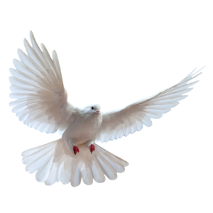 dove-19