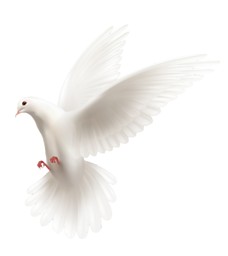 Dove PNG Images free Download - Pngfre