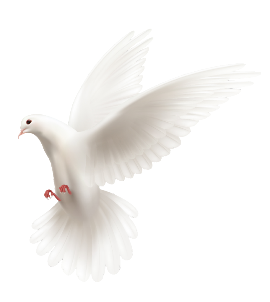 Peace Dove Vector PNG