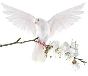 dove-20