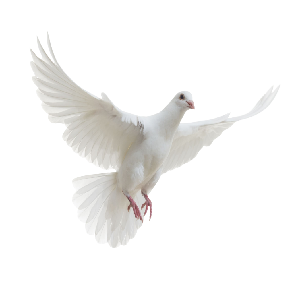 Flying Dove PNG