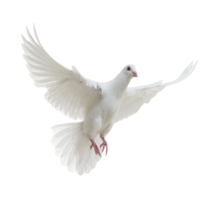 dove-21