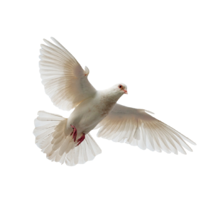 dove-22