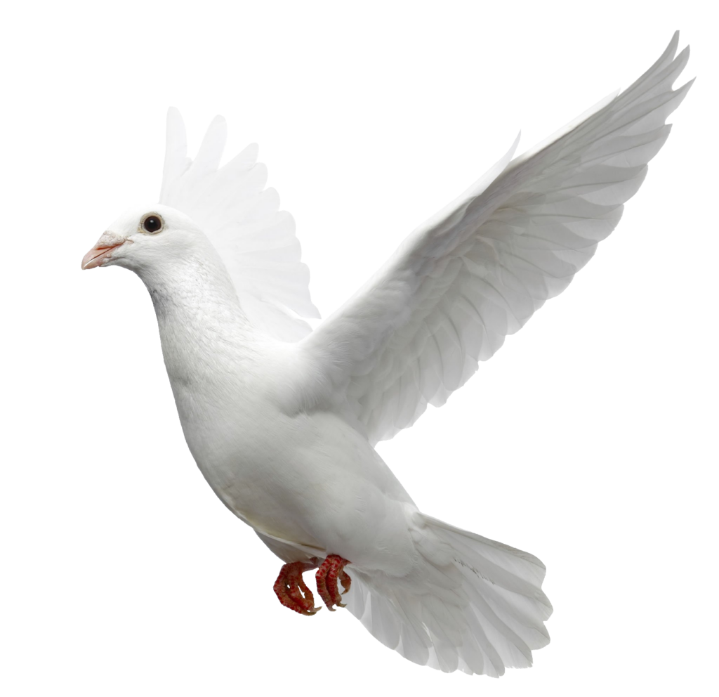 Peace Dove Bird PNG