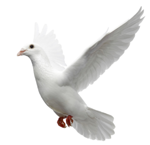 dove-23