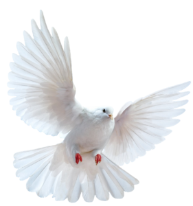 dove-24