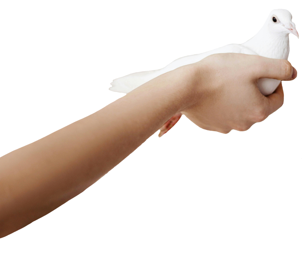 Dove Bird on Hands PNG