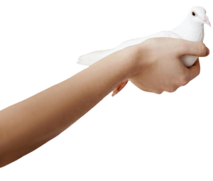 dove-25