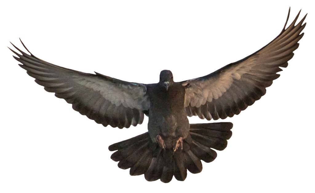 Dove Pigeon PNG