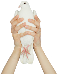 dove-28