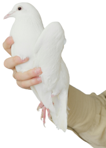dove-29