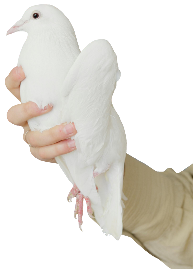 White Dove on Hand PNG