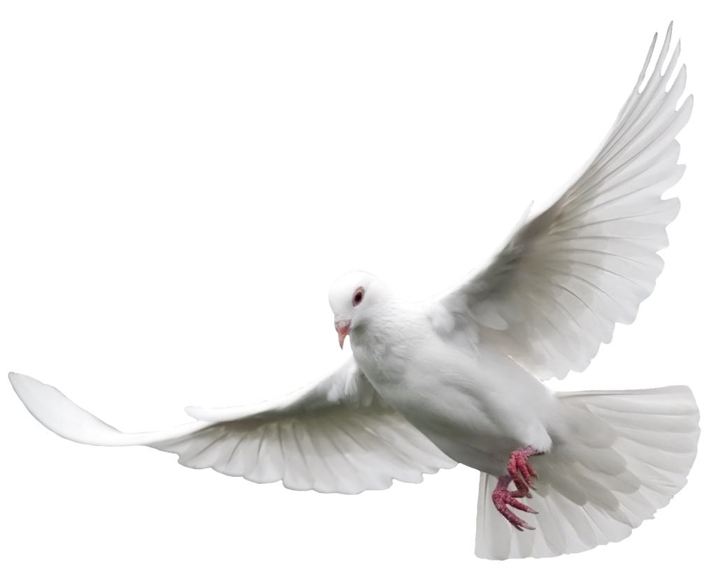 Flying White Dove Bird PNG