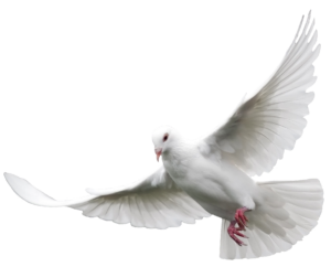 dove-30