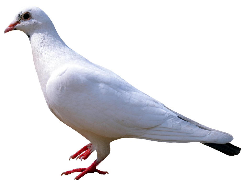 Transparent Dove Bird PNG
