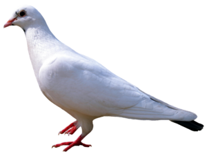 dove-31