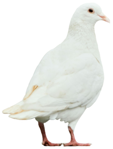 dove-32
