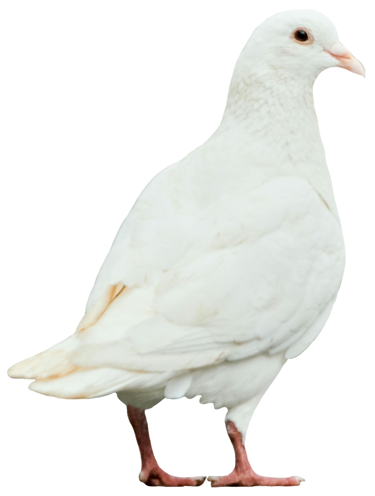 Transparent Dove bird PNG