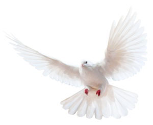dove-33
