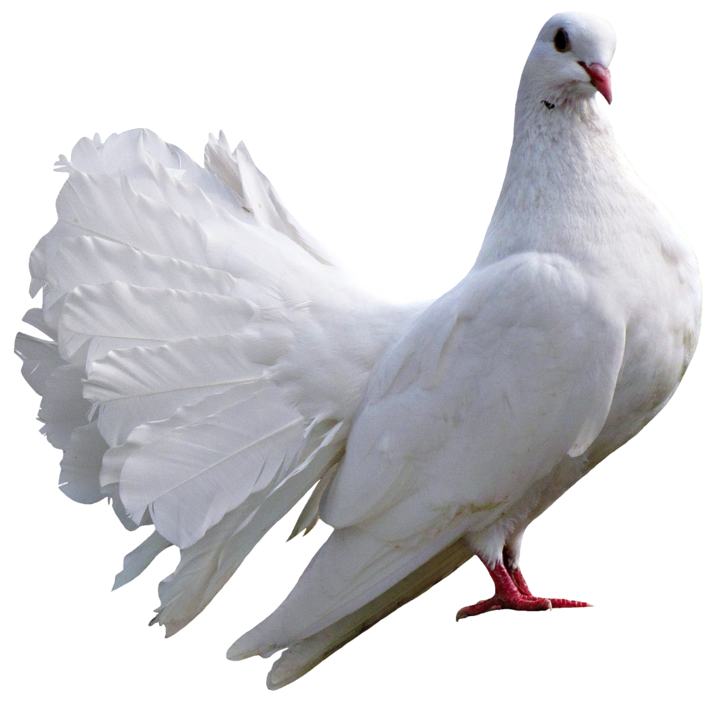 Transparent Dove Pigeon PNG