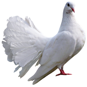 dove-34