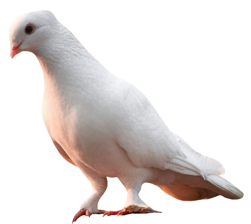 Dove Bird PNG