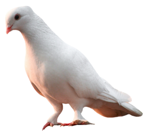 dove-7
