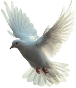 dove-8